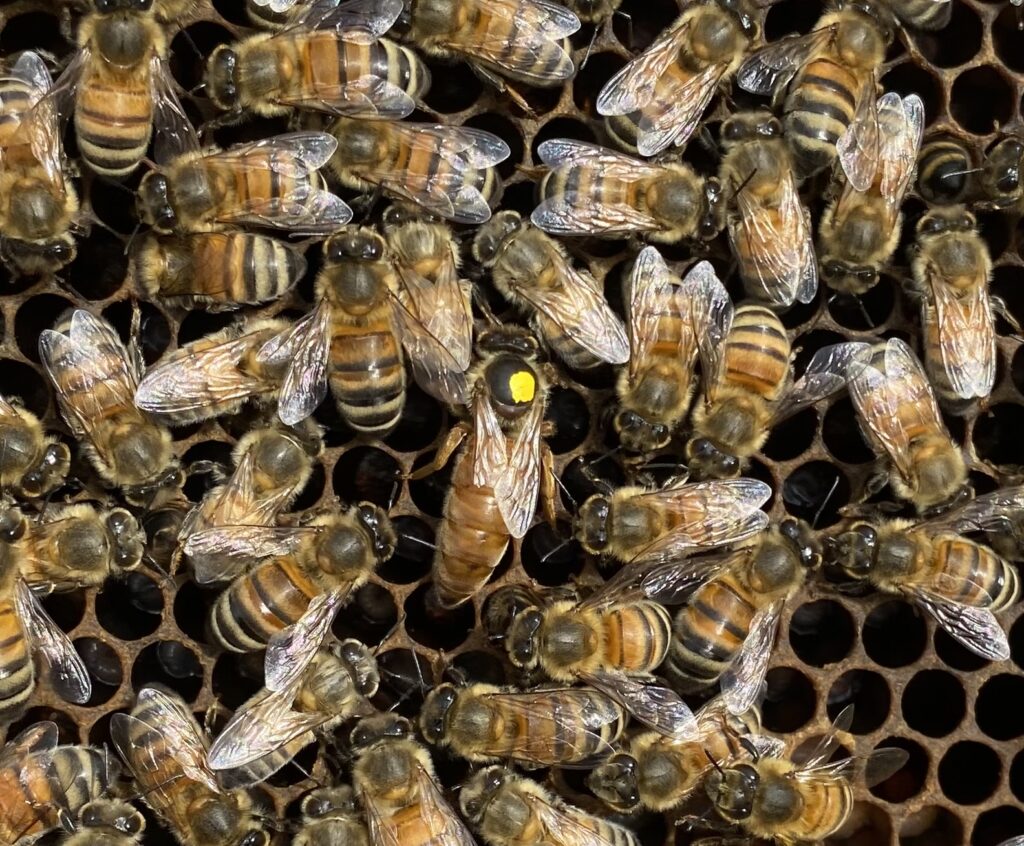 Essaim d'abeilles avec une reine marquée